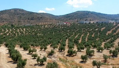 production olive areas spain