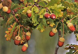 Should we consume acorns?