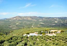 Jaén, the source of the green gold