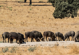 Bellota ham is obtained from a pig that has only eaten acorns, true or false